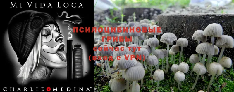 Галлюциногенные грибы Psilocybe  закладка  МЕГА как войти  Белово 